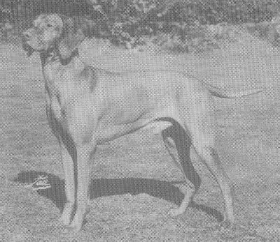 Image of Abbeystag Emilio