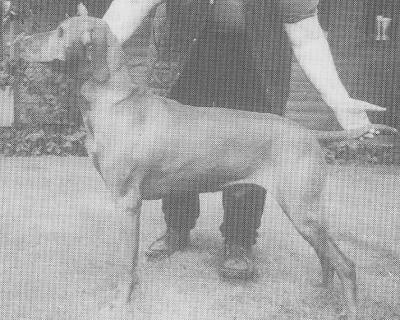 Image of Szappanos Szeivacs of Abbeystag