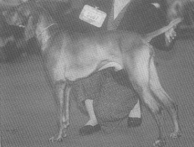 Image of Valleyhunter Special Envoy