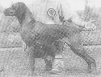 Image of Hookside Braid