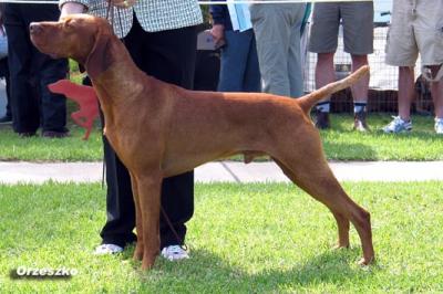 Image of Hungargunn Bear Itn Mind