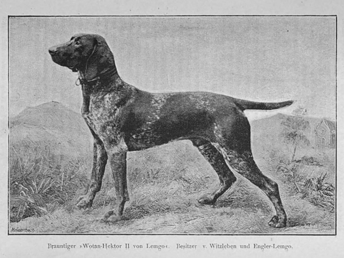 Image of Wodan Hektor II von Lemgo (DK)