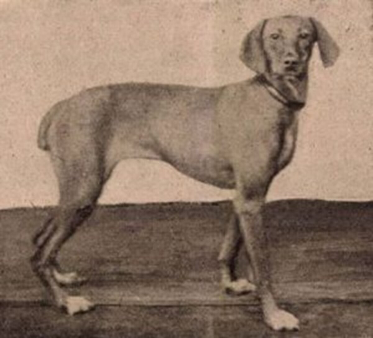 Image of Lidi (OVC 5)