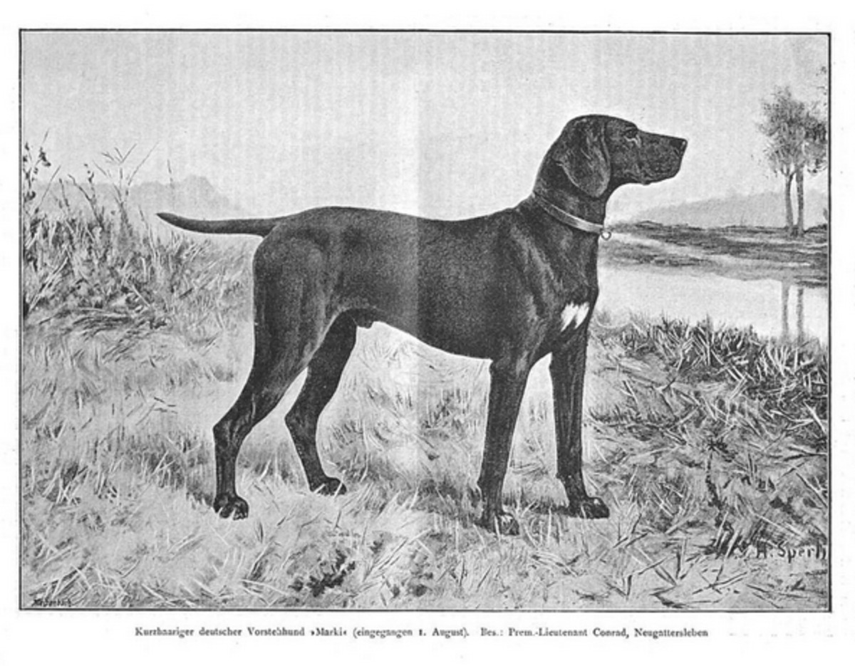 Image of Marki (DHStB 3312) (DK)