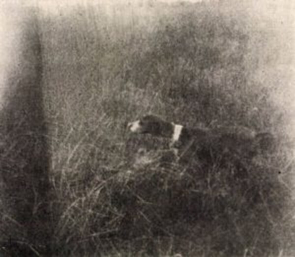 Image of Stanci
