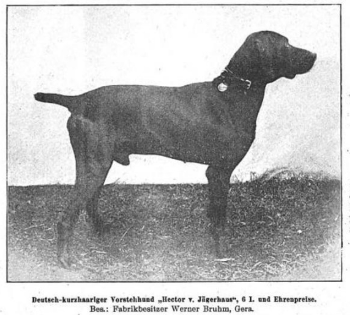 Image of Hector vom Jägerhaus (DK)