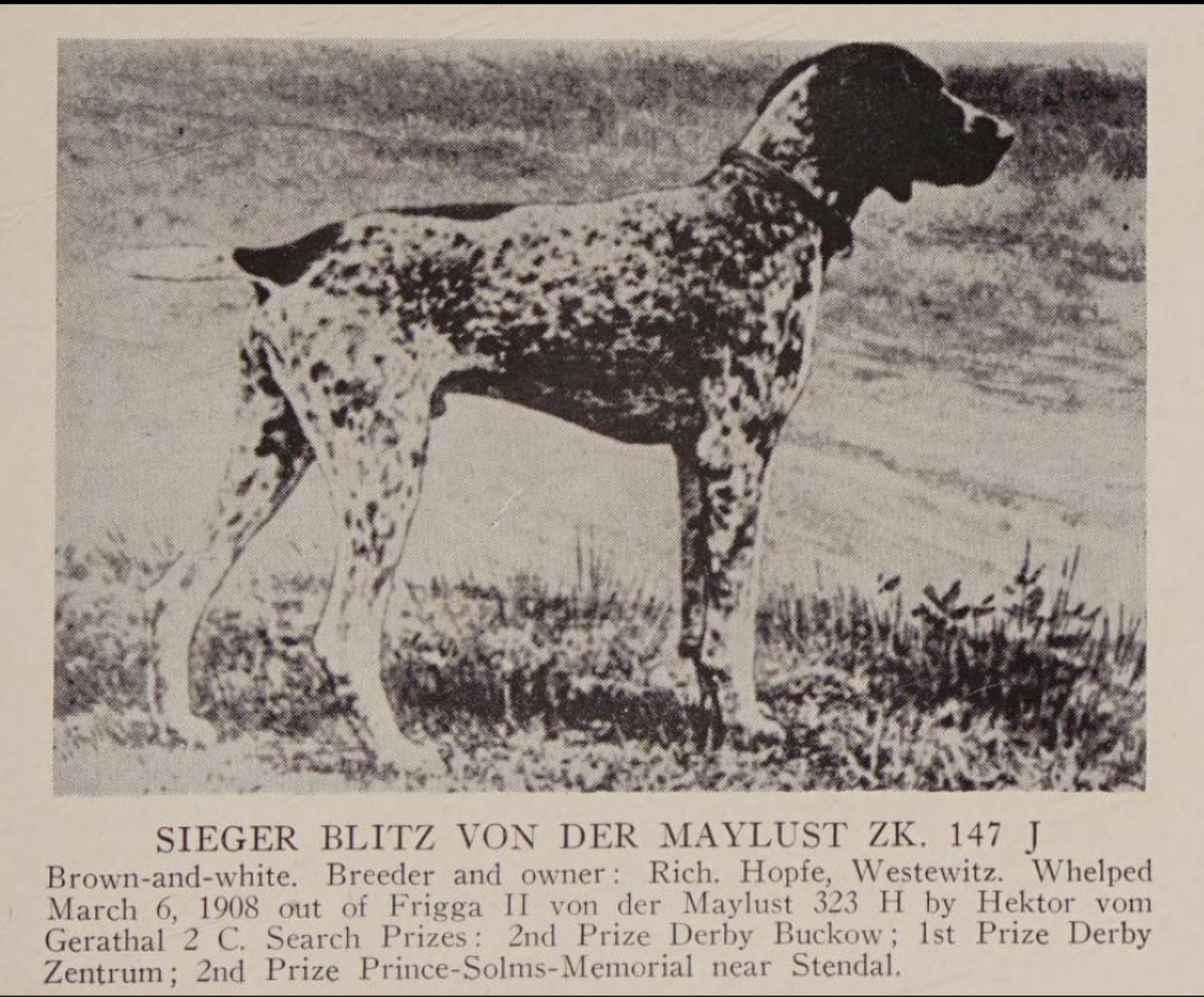 Image of Blitz von der Maylust (DK)