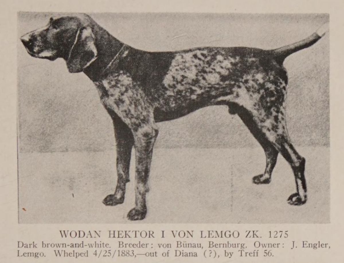 Image of Wodan Hektor I von Lemgo (DK)
