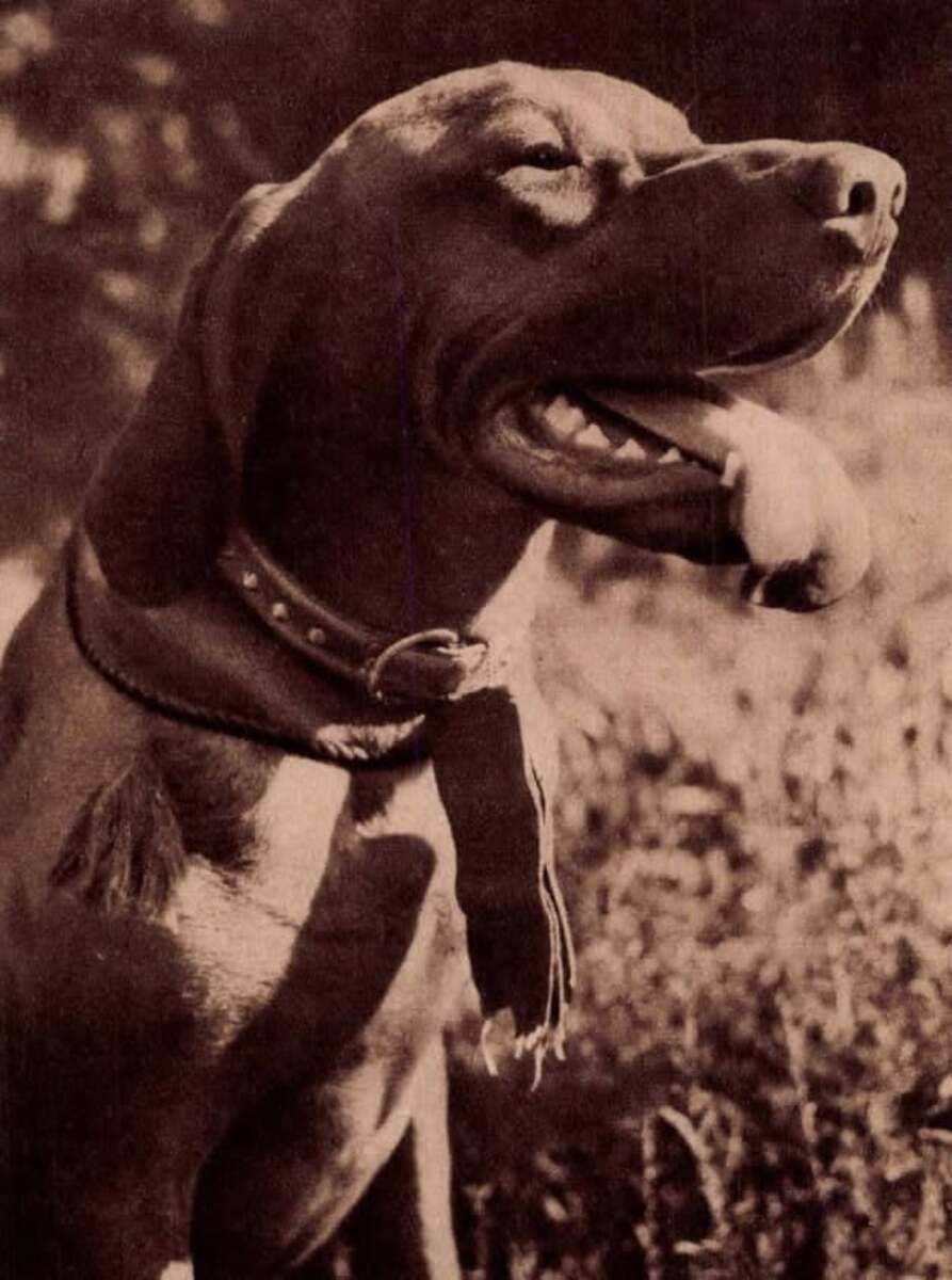 Image of Fickó Lump