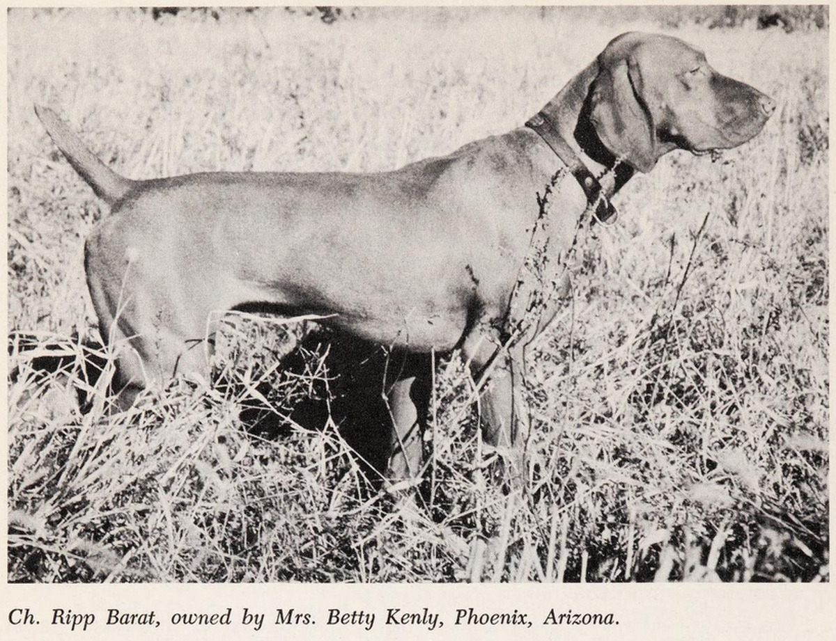 Image of Ripp Barat