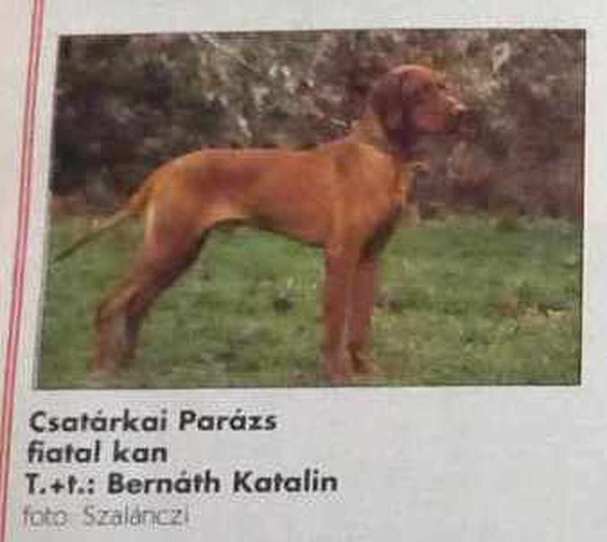 Image of Csatárkai Parázs