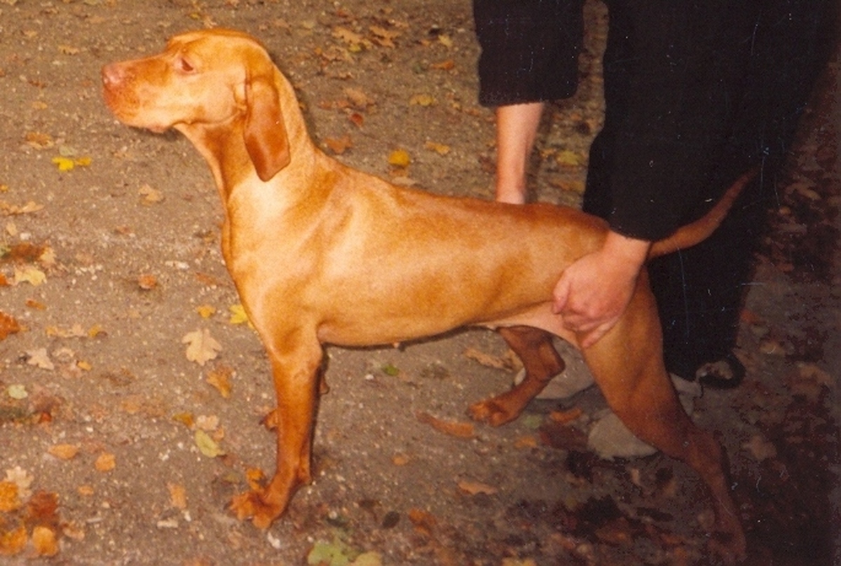 Image of Magor Kökörcsin