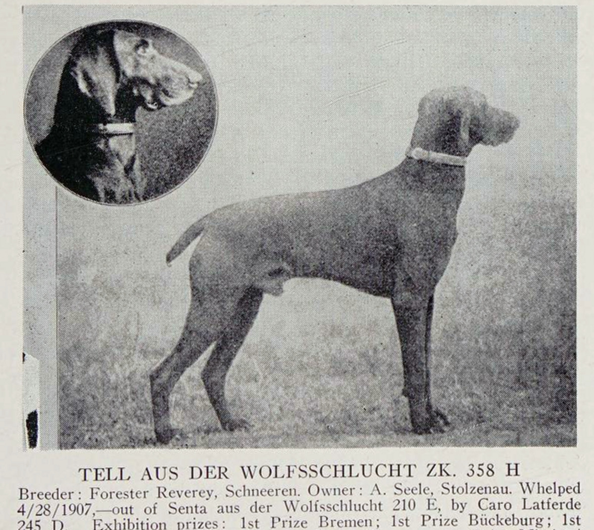 Image of Tell aus der Wolfsschlucht (DK) *