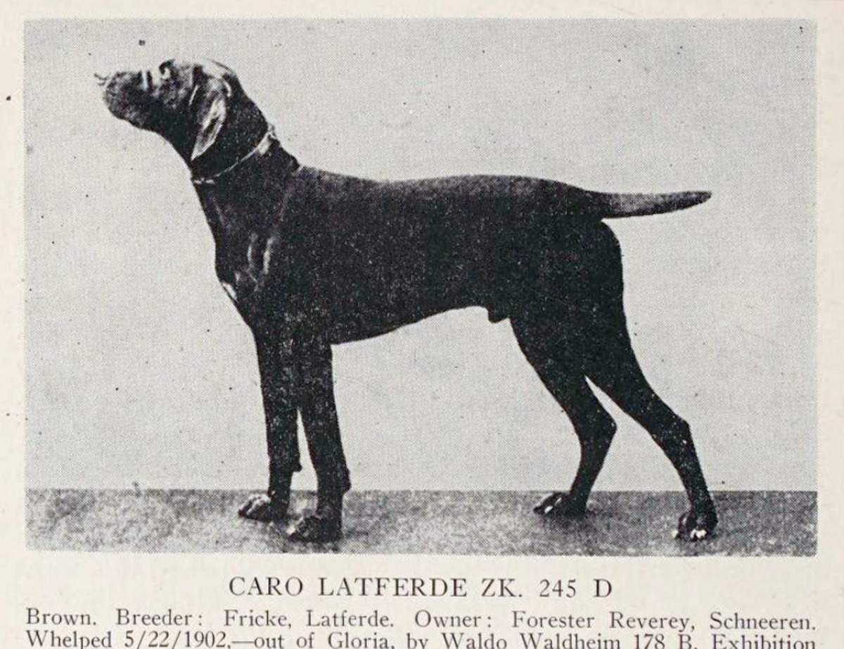 Image of Caro-Latferde (DK)