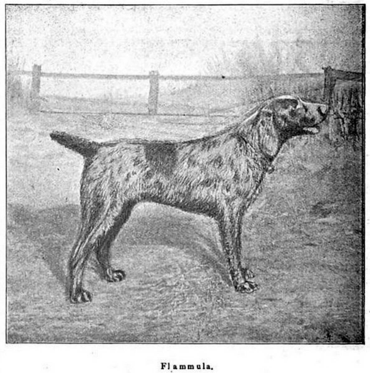 Image of Flammula (DHStB 6113) (DSt)