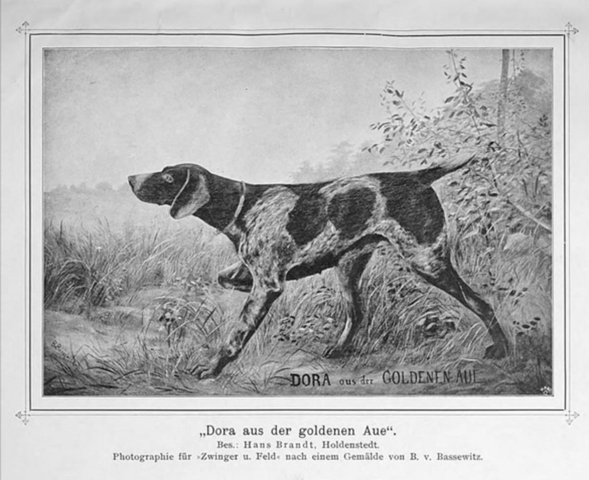 Image of Dora aus der Goldenen aue (DK)