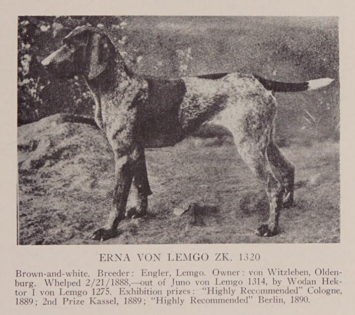 Image of Erna von Lemgo (DK)
