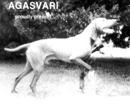 Image of Mátai Darázs