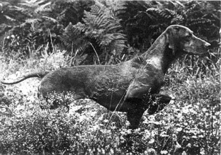 Image of Mátai Sari of Galfrid