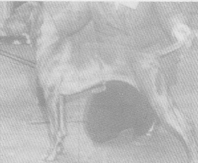 Image of Abbeystag Wolfox Flora