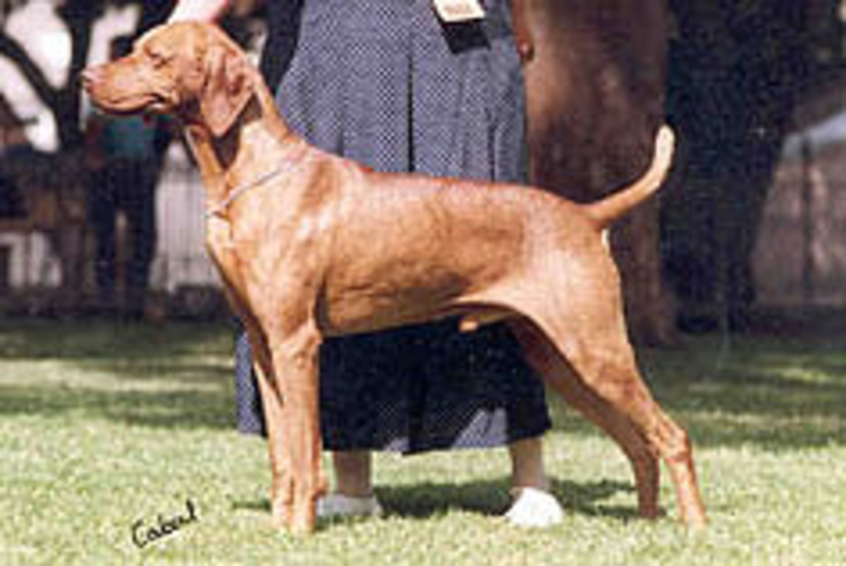 Image of Gardenway Kedvenc Andes