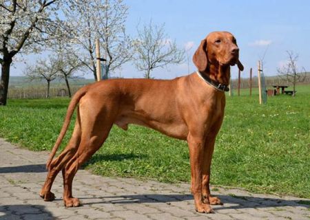 Image of D'Hunter z Vodneho mlyna