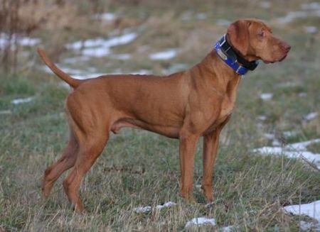 Image of Pointe Blanc's Rusty Miracle / Point Blanc's Miracle