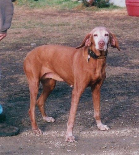 Image of Rad's Ginger Snap