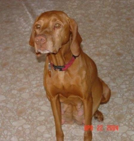 Image of Ginger Snap's Red Ruby