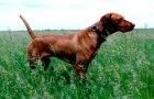 Image of Rebel Rouser E T
