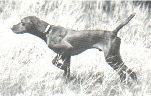 Image of Fk's Rivendell Reaghan