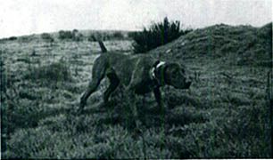 Image of Rebel Rouser Smokey's Bandit