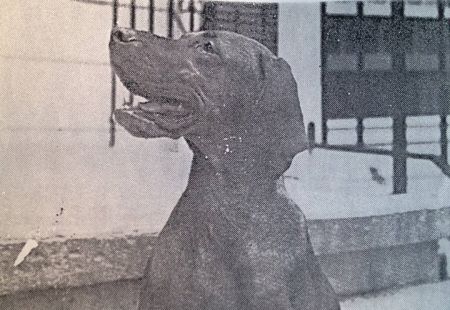 Image of Cariad's Gaybine