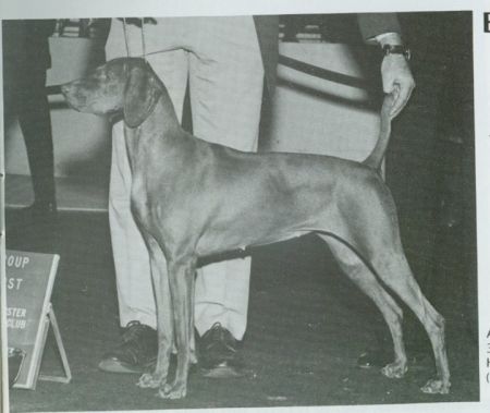 Image of Harann's Tulipann