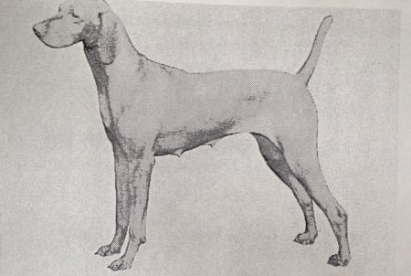 Image of Taunee's Cariann