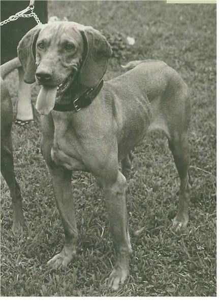 Image of Rex del Gelsomino