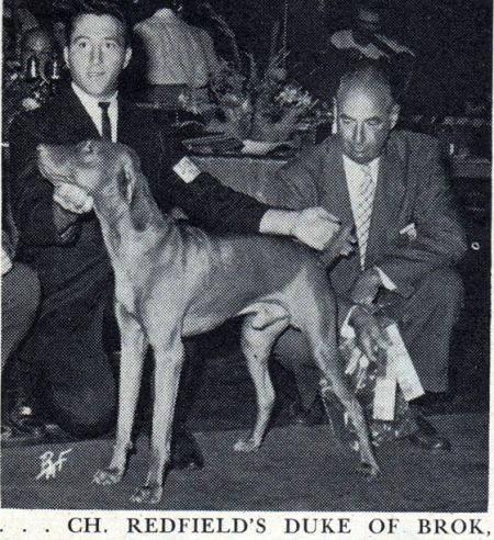 Image of Redfields' Duke of Brok / Redfields Duke