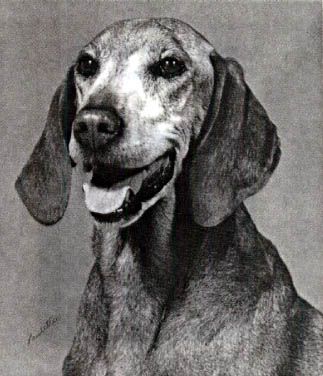 Image of Fox Meadow's Gretchen