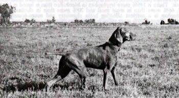 Image of Rotkopf's Super Charger