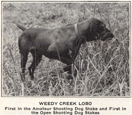 Image of Weedy Creek Lobo