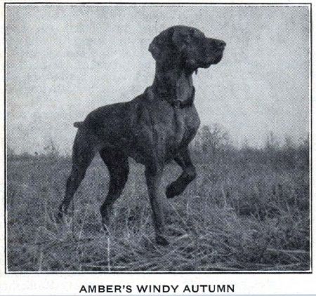 Image of Amber's Windy Autumn