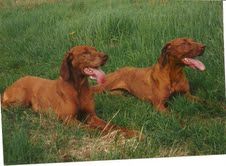 Image of Csatárkai Lármás