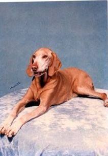 Image of Fox Meadow's Gretchen