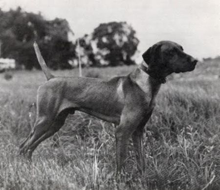 Image of Piroska's Orvil J Fuddpucker