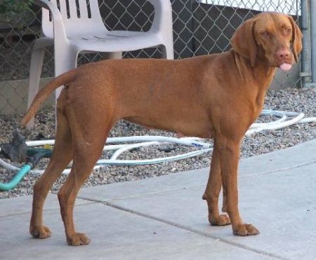 Image of Reddog Ranch Sage