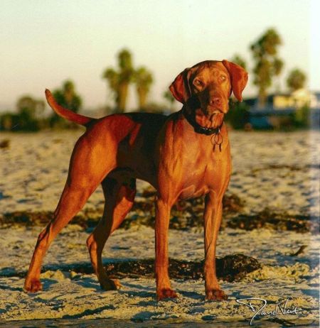 Image of Reddog Ranch Zuriel