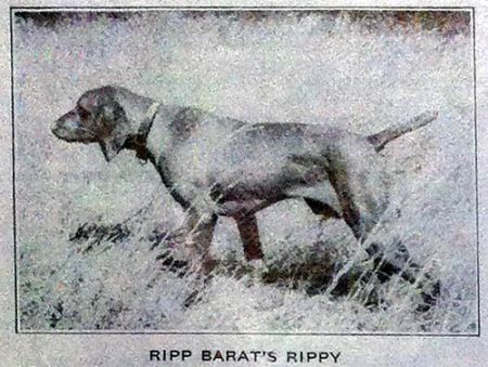 Image of Ripp Barat's Rippy