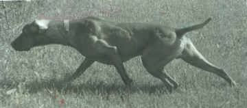 Image of Camarily Sandman