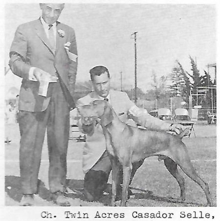Image of Twin Acres Cassador Selle