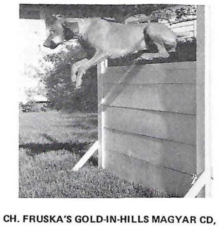 Image of Fruska's Gold-In-Hills Magyar